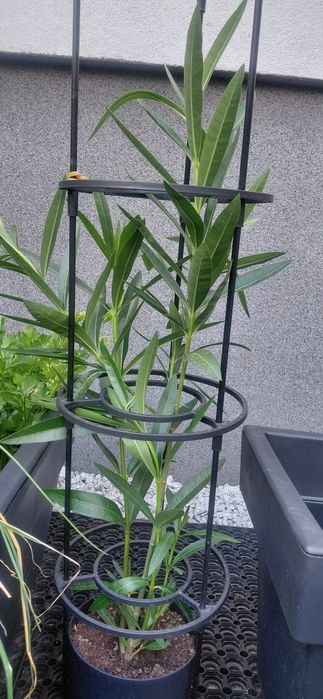 ..Oleander kwiat