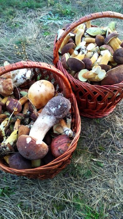 Земельна ділянка