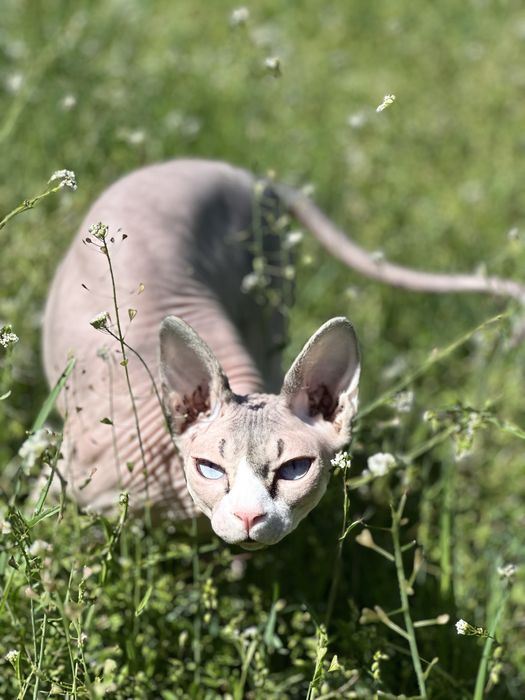Воспитанная кошка канадский сфинкс с полным пакетом док+аксессуаров