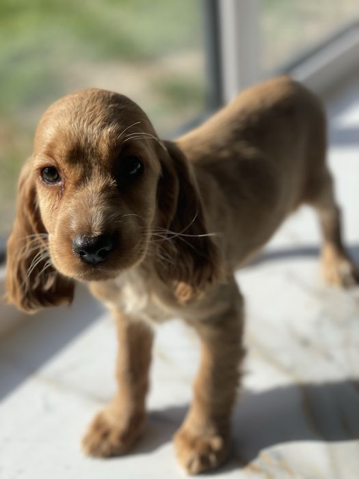 Cocker Spaniel Angielski suczka