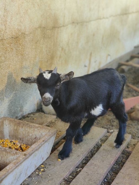 Cabrito anão macho filhote