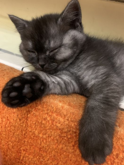 Шотландське кошеня