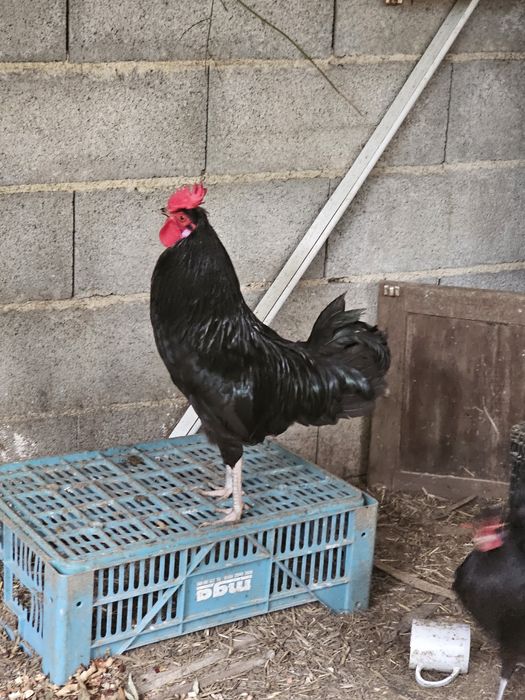 Casal reprodutor/ Poedeiras