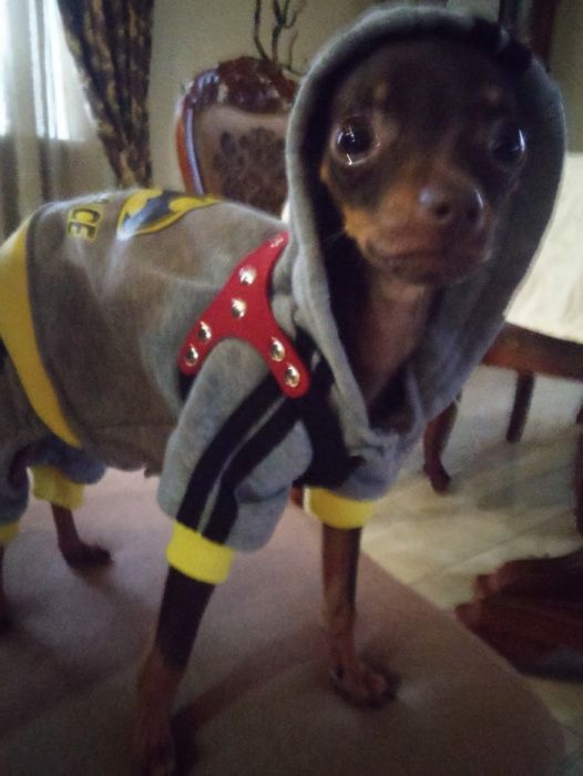 той терьер вязка