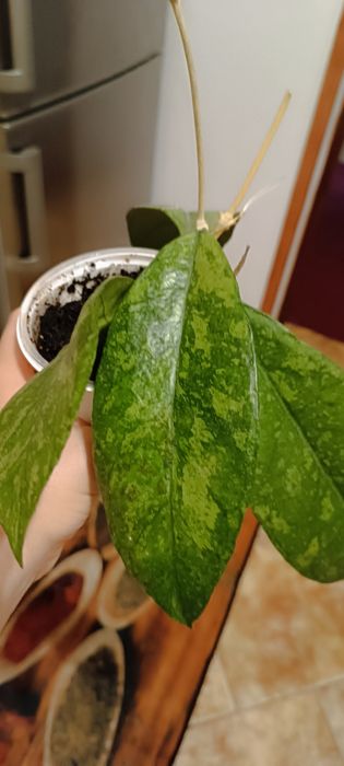 Hoya hoja Bahoi. Cała roślina