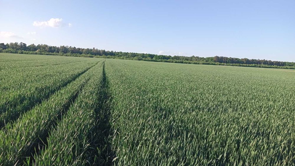 Готoве діюче аграрне господарство — майже 500 га, безпосередньо біля кордону з Польщею