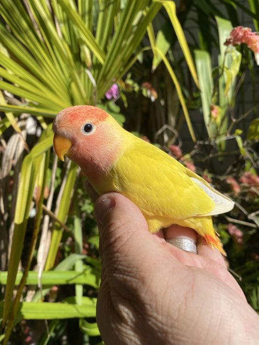 Agapornis domesticado