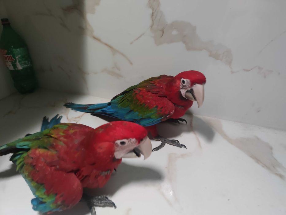 Arara chloroptera bebés para acabar de criar a mão