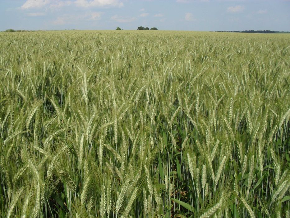 Pszenżyto jare HUGO C/1 Materiał kwalifikowany