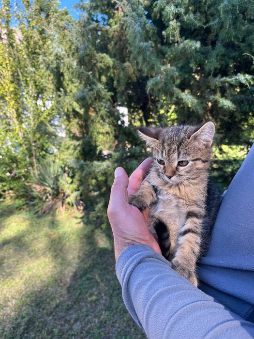 Маленькі муркотики шукають дім