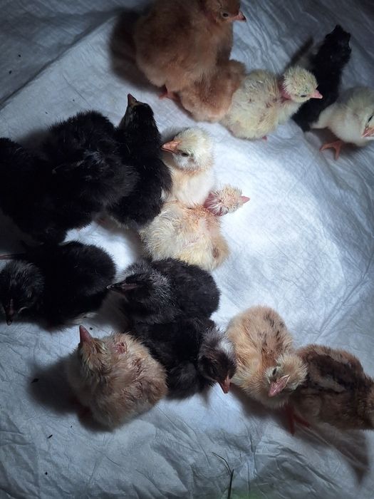 Pisklęta 1 dniowe i biegusy