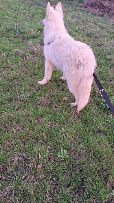 Owczarek Szwajcarski suczka