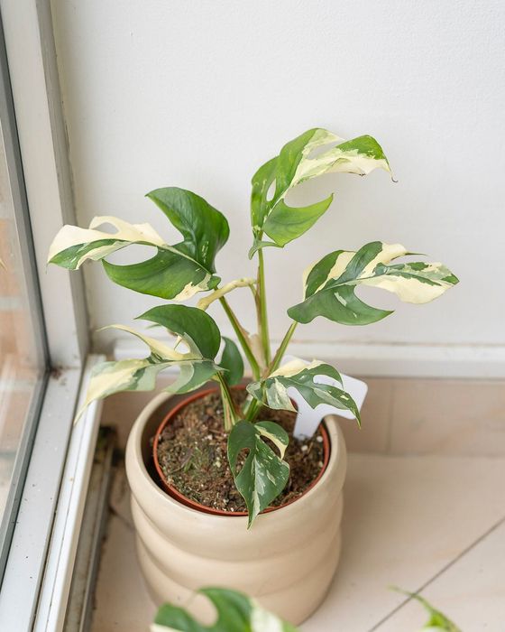 Raphidophora Tetrasperma Albo Variegata