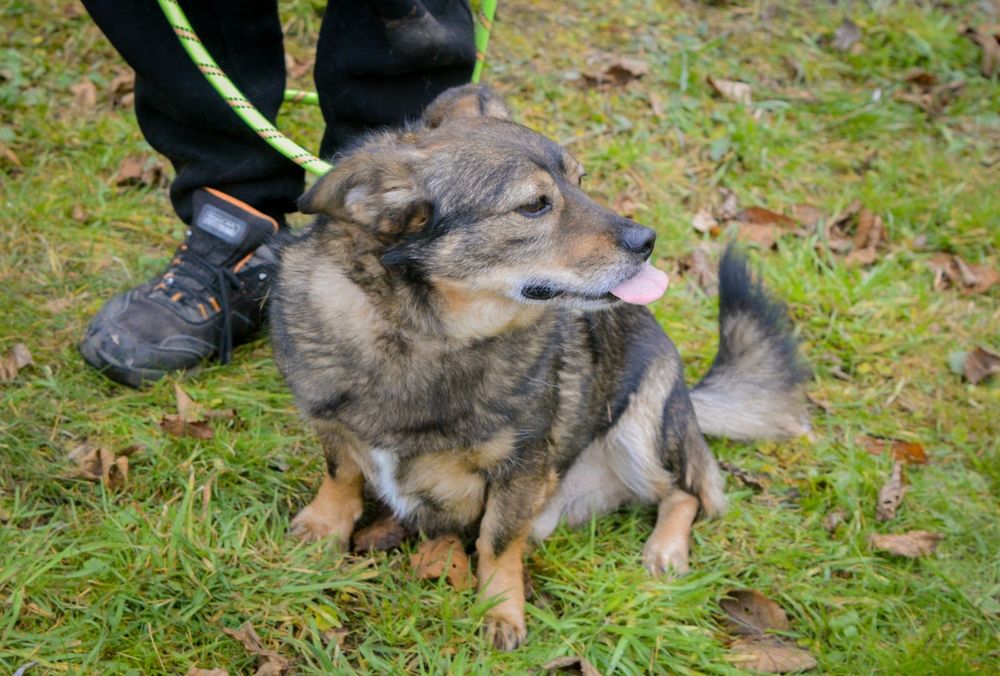 Mały przytulaśny psiak szuka domu