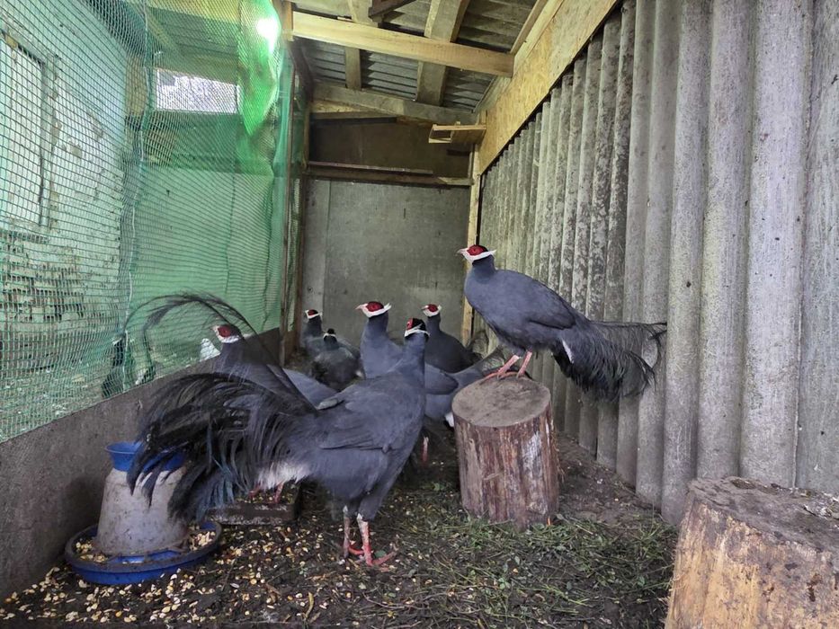 Фазани ушаті сині