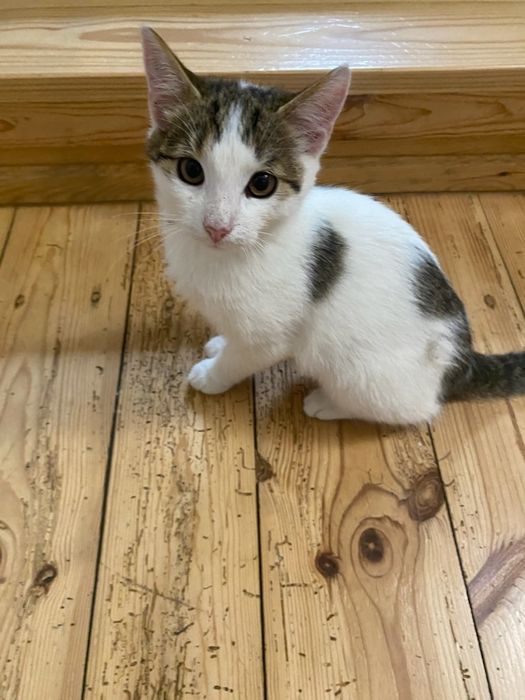 Przekażę kotki do adopcji