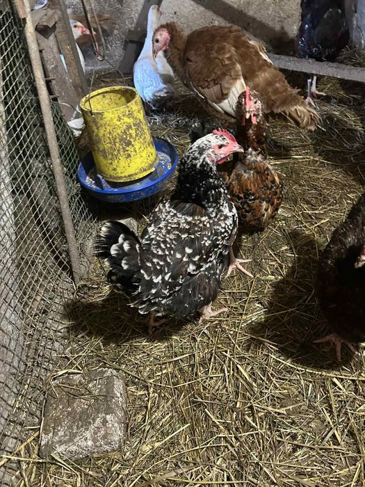 Лівенська ситцева інкубаційне яйце