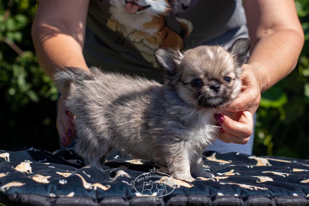 Chihuahua długowłosa z metryką FCI