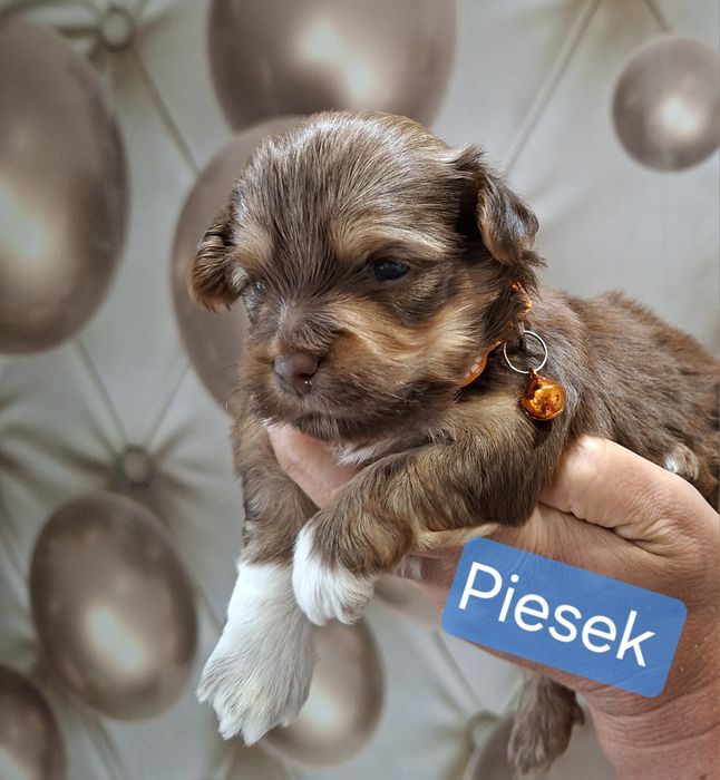 Hawańczyk piesek szczenię