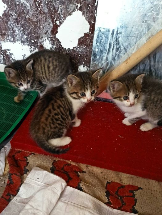 Отдам котят в хорошие руки