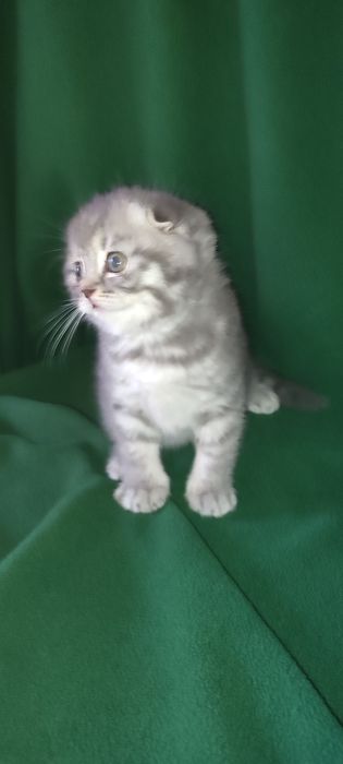 Шотландський малюк Джоні