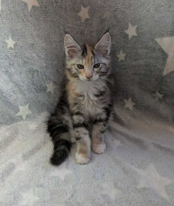 Кошенята Мейн -кун