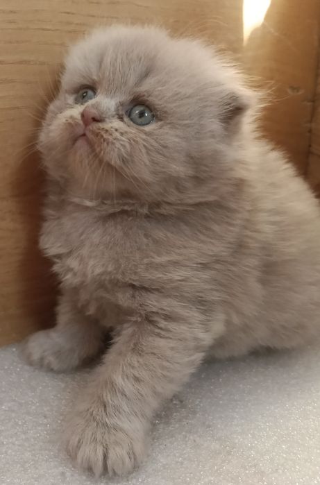 Ліловий висловухий хлопчик.