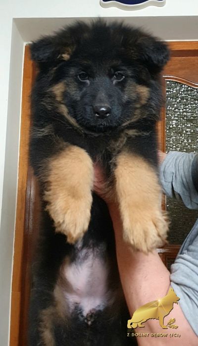 Owczarek niemiecki długowłosy FCI