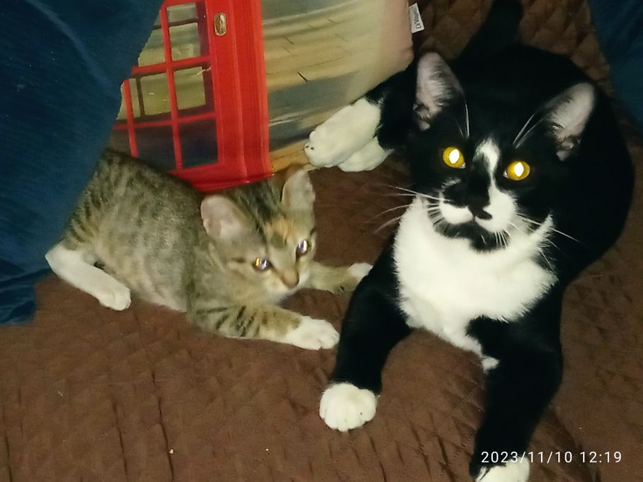 Limpezas domésticas