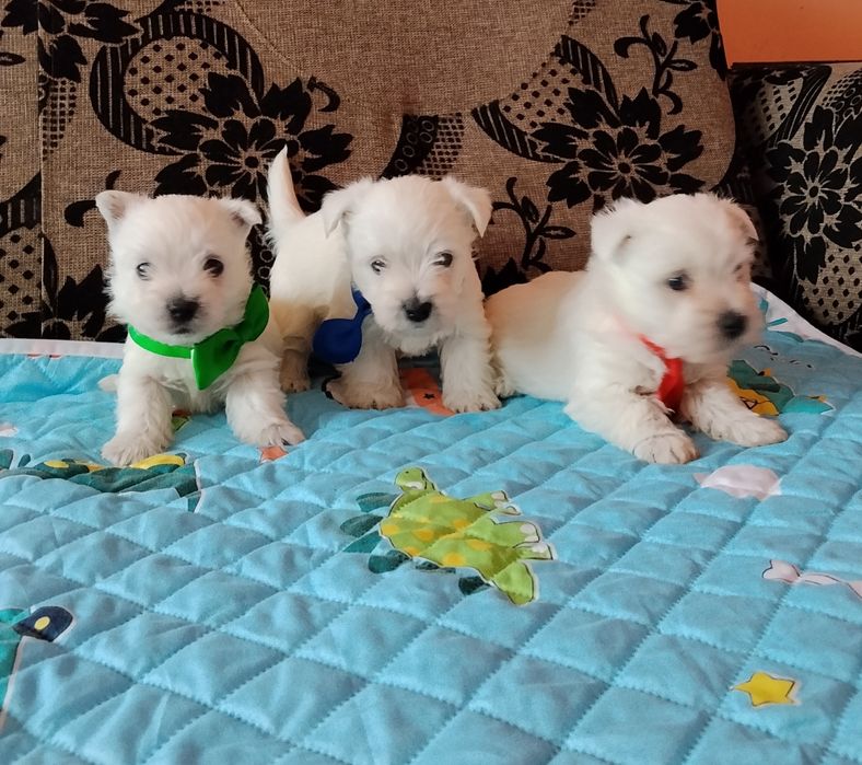 West Highland White Terrier