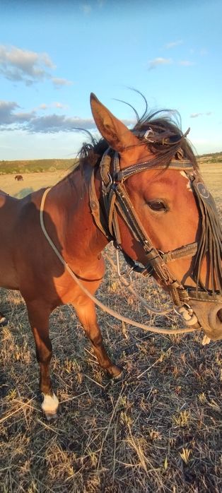 Молодий жеребець породи рисак