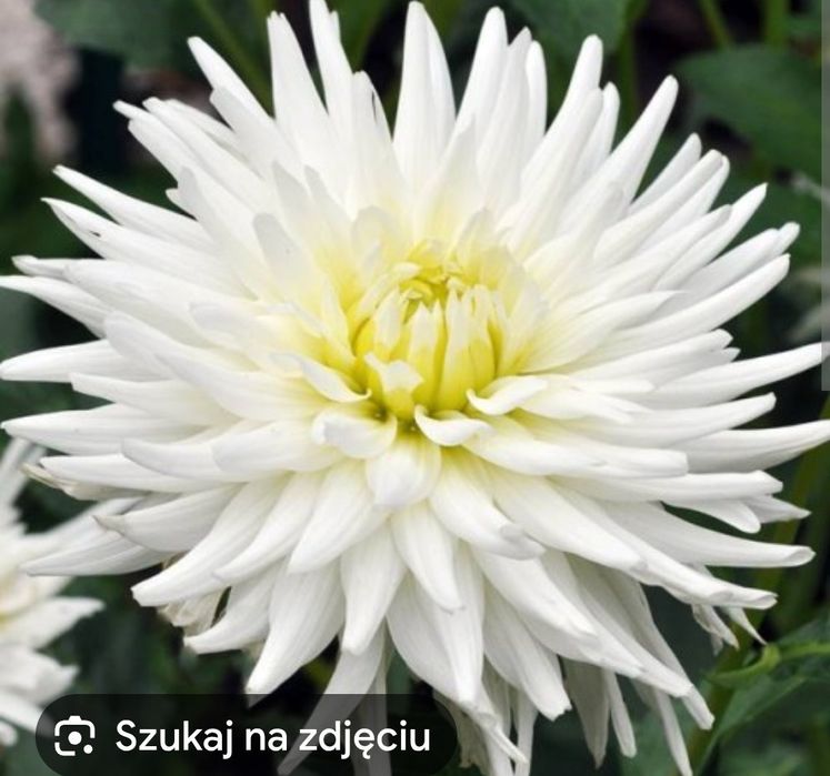 Dalia kaktusowa biała i pomarańczowa
