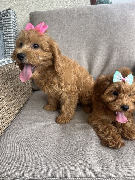 Suczka cavapoo gotowa do odbioru