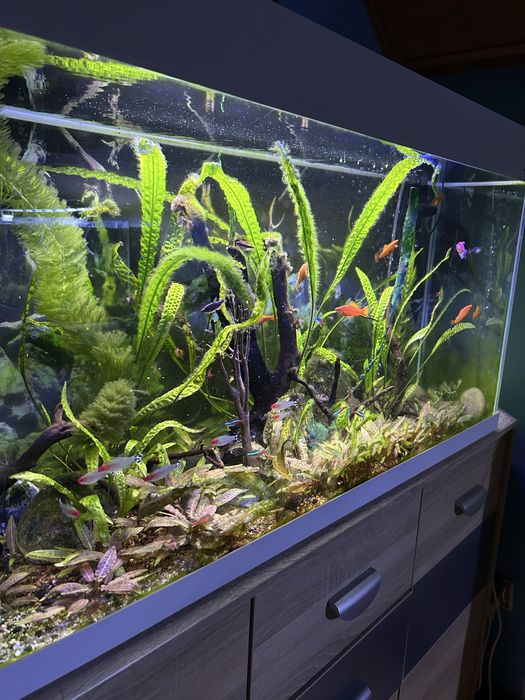 Akwarium 200 litrów  z życiem