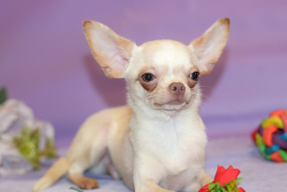 Палевый мальчишка чихуахуа