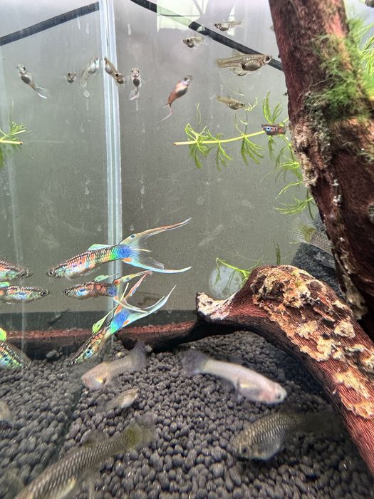 Gupik szmaragd Wiedenski dwumiecz