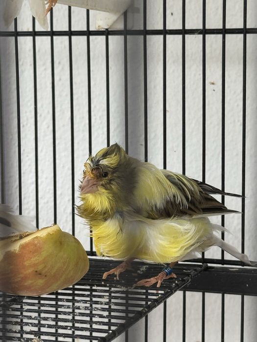 [14]Canarios + Jaula