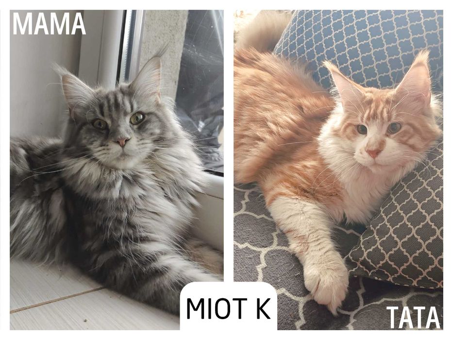 Kotka Maine Coon