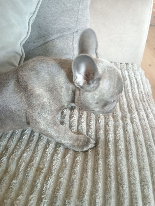Buldog francuski dziewczynka