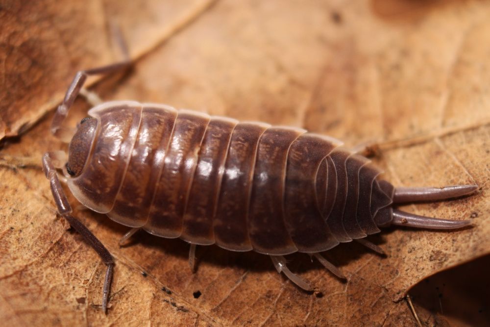 Protracheoniscus major, duże prosionki, równonogi, isopoda