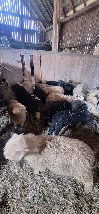 Sprzedam piękne jagnięta