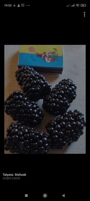 Ожина безшипна гігантська