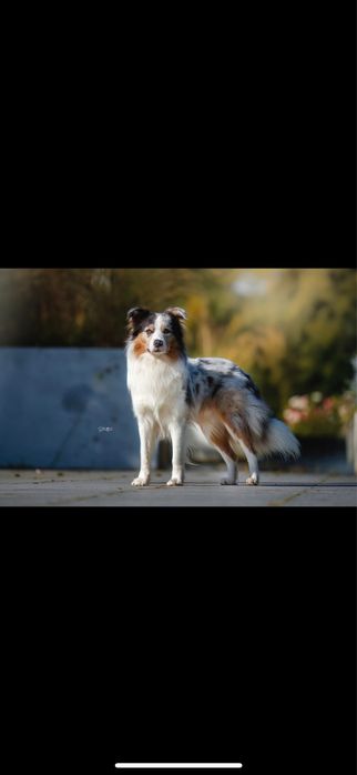 Suczka border collie FCI