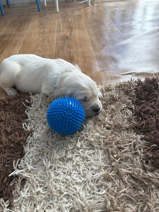 Golden Retriever zkwp Fci do rezerwacji