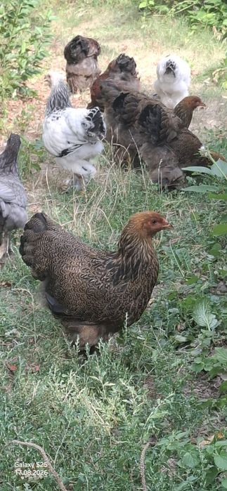 Продам Курчата Брама