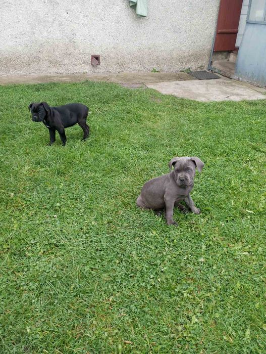 Кане - Корсо цуценята