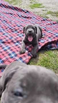 Cane Corso suczka błenkitna