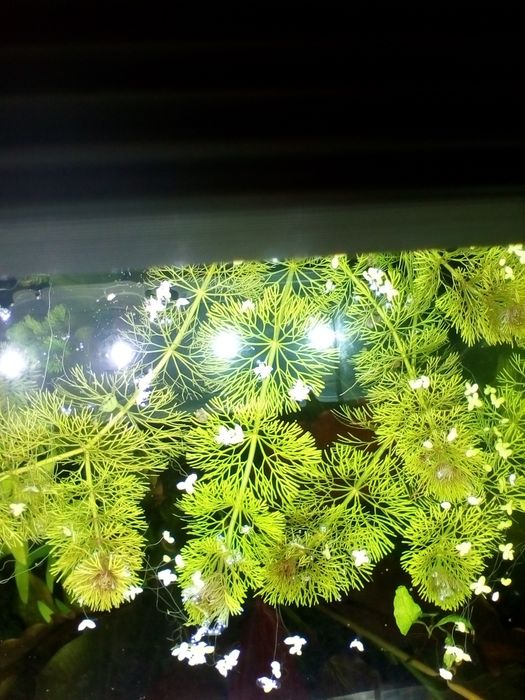 НАБОР аквариумных растений