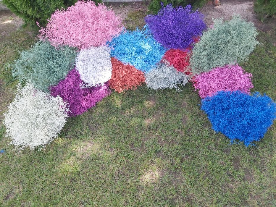 Zatrwian tatarski,szerokolistny wrębny ,limonium,staticia
