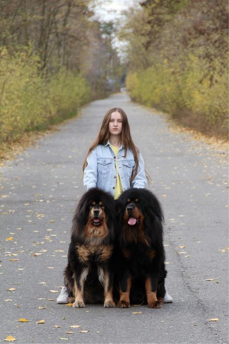 Вязка, кобель, тибетский мастиф